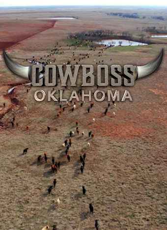 CowBoss Oklahoma writing over a field of cows heading to a watering hole