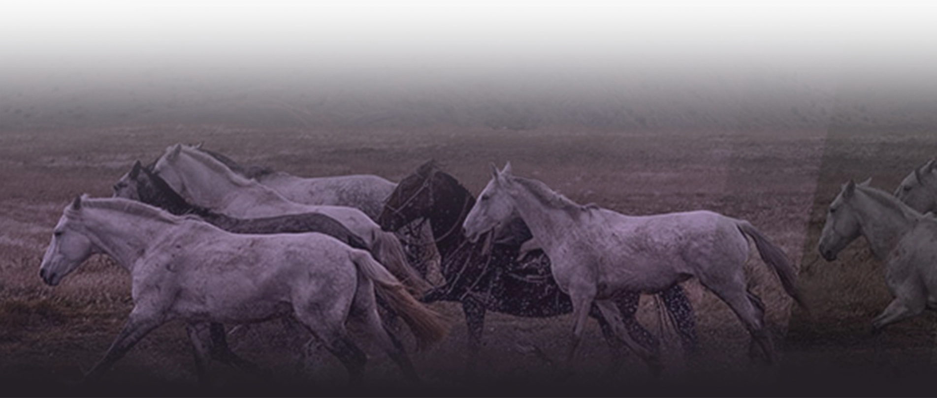 Wild horses running towards the left in a wide open field. There is a purple overlay on top of the image.