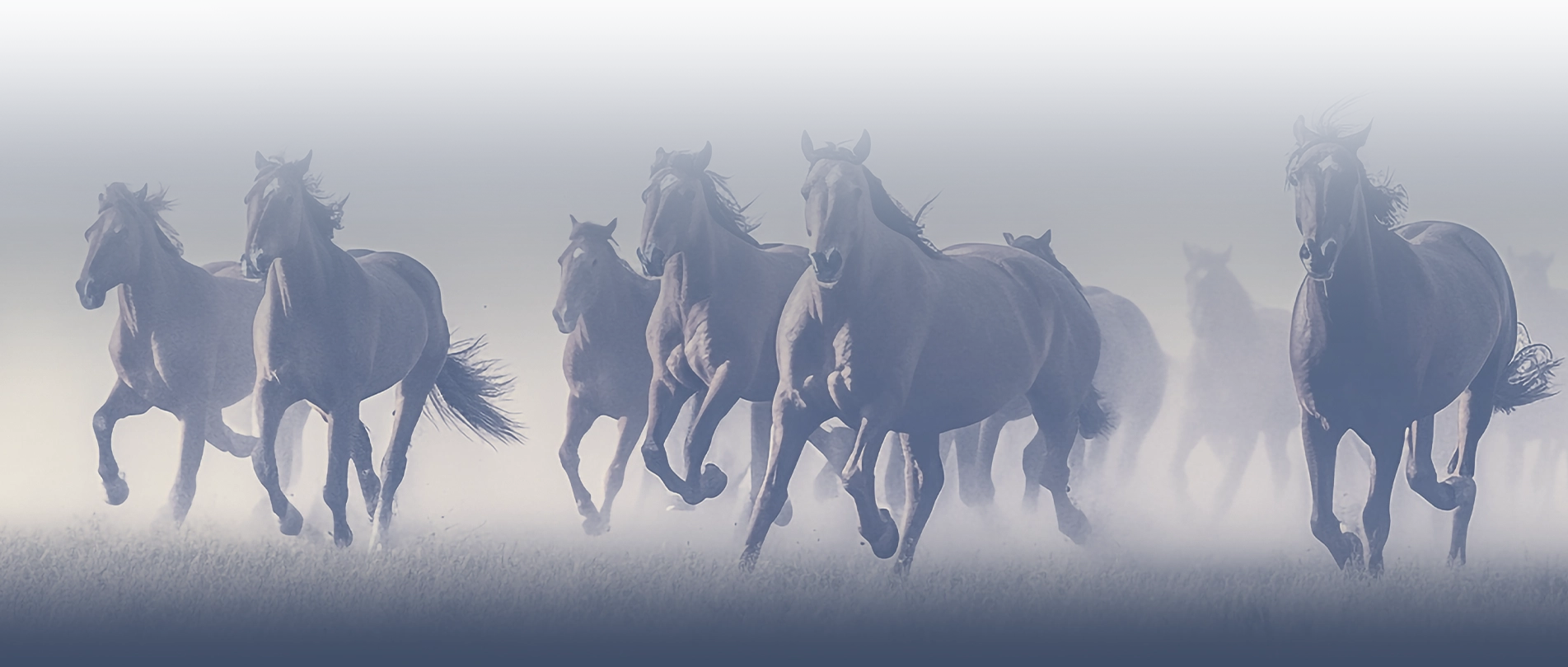 Wild horses running towards the viewer in a wide open field. There is a blue overlay on top of the image.