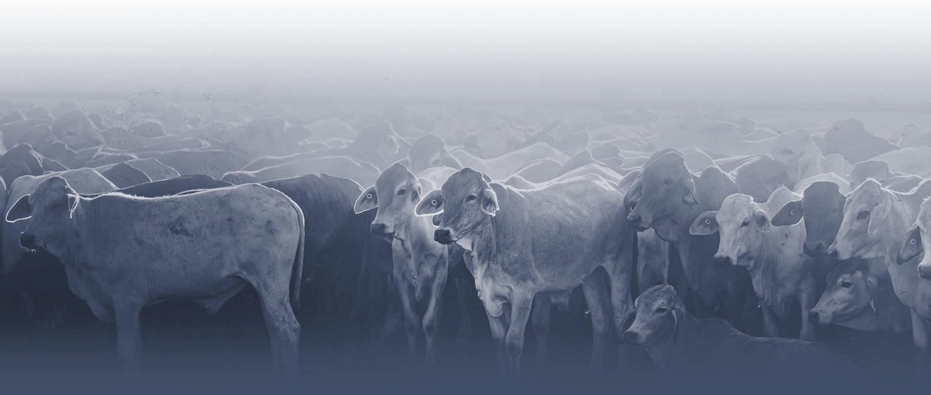 A line of cattle looking away from the camera with a white and blue over lay on top.